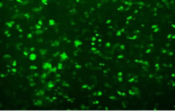 a78faa3bd58c41ff1bff6a365f85fba