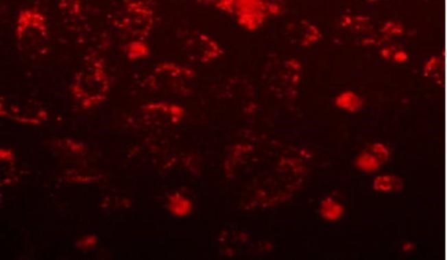 ed53cf5442e6291472d39b6b8fe997f