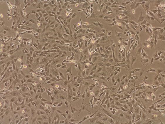 Prime siRNA & DNA 明場圖