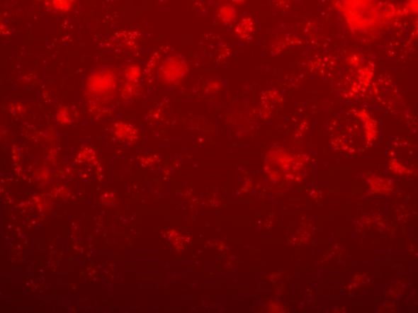 da97300302a5c0d90369810de6a33b2